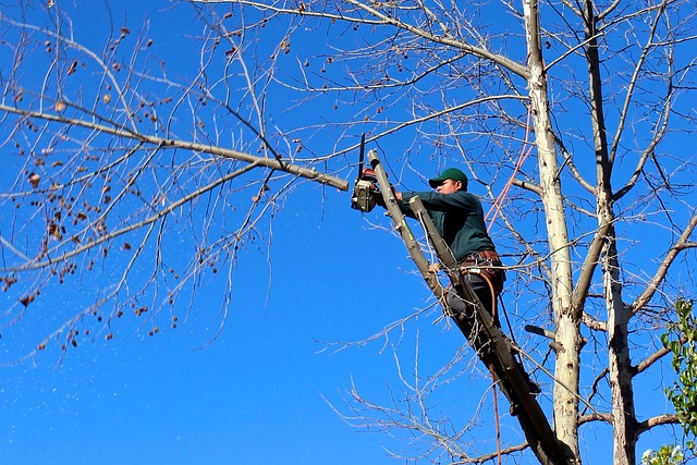 Man trimming tree on a lift
